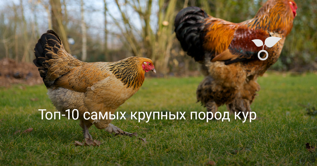 Стриптиз және дөрекі секс