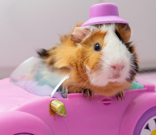 Загадочный грызун: 17 интересных фактов о морских свинках.