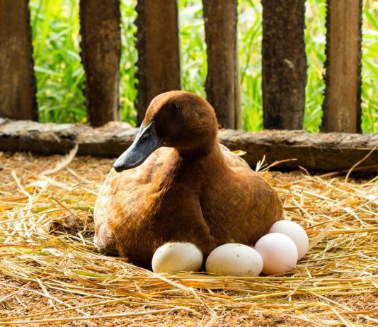 4 причины почему утки не несут яйца: повышаем яйценоскость - Животные 4 причины почему утки не несут яйца: повышаем яйценоскость.