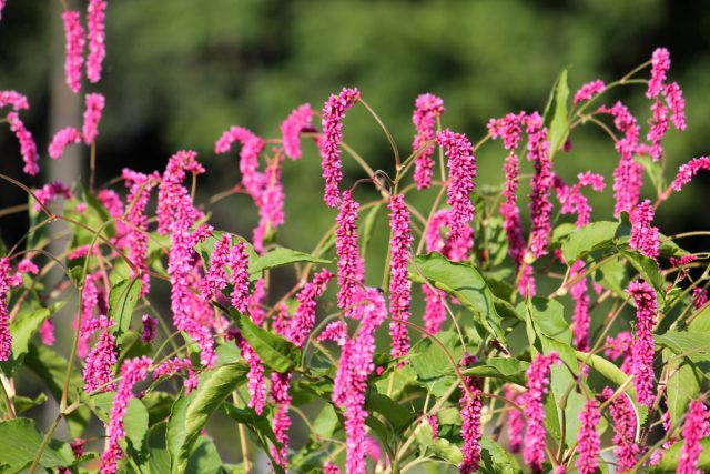 Ещё горец восточный (Polygonum orientale) с английским названием «поцелуй меня через забор» вымахивает до 2 м. Ещё горец восточный (Polygonum orientale) с английским названием «поцелуй меня через забор» вымахивает до 2 м.