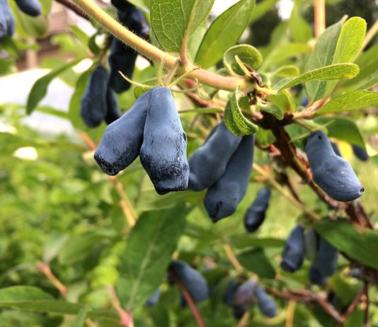 Жимолость в конце сезона: всё об осеннем уходе и подготовке к зиме