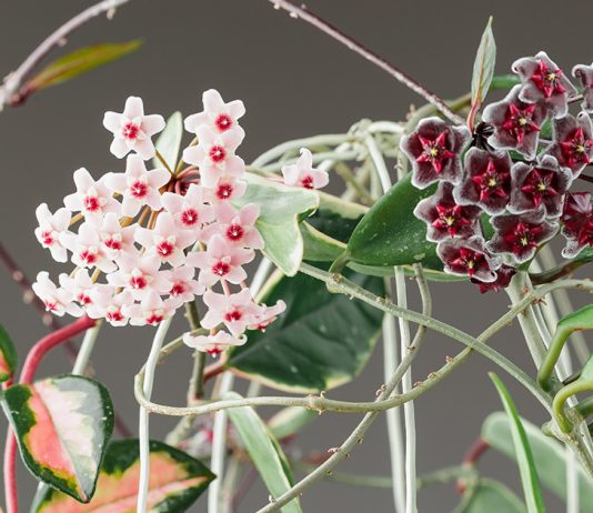 Хойя — все об уходе за тропической лианой.