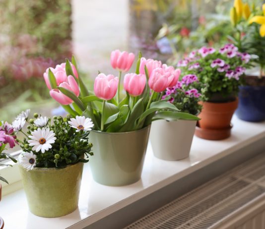 Как заставить цвести комнатные растения? - Красивоцветущие Как заставить цвести комнатные растения.