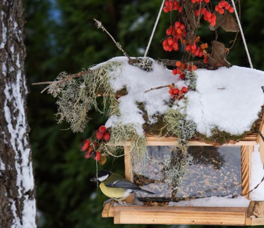 Какие кормушки на самом деле нравятся птицам — привлекаем пернатых правильно - Своими руками Какие кормушки на самом деле нравятся птицам — привлекаем пернатых правильно.