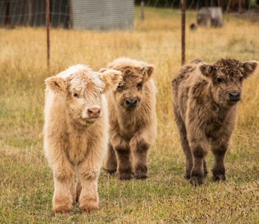 Карликовые породы коров: маленькие бурёнки с большим потенциалом - Животные Карликовые породы коров: маленькие бурёнки с большим потенциалом.