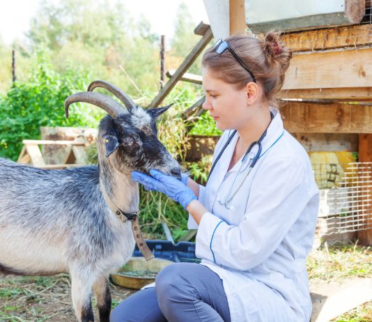Кашель у козы — насколько опасно и как лечить - Животные Кашель у козы — насколько опасно и как лечить.