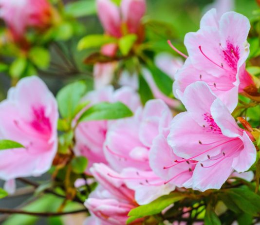 Рододендрон Шлиппенбаха — яркий и морозостойкий кустарник - Цветник и ландшафт Морозостойкий рододендрон Шлиппенбаха — настоящее розовое «суфле».