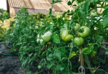 Никаких зеленых помидоров: ускоряем созревание томатов на кусте.