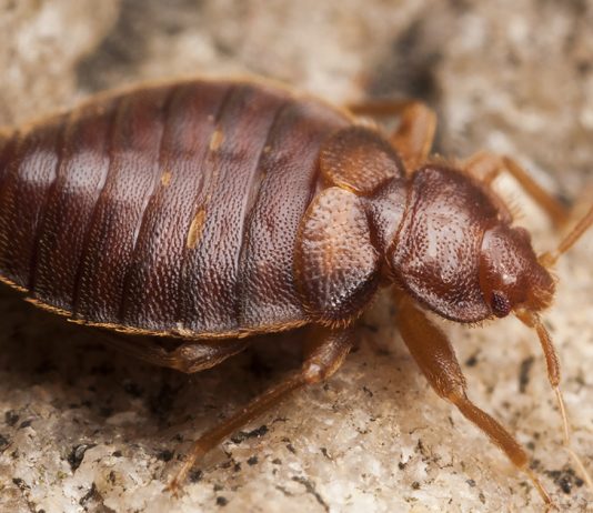 Паразиты в доме: 8 шагов для полного уничтожения постельных клопов - Животные Паразиты в доме: 8 шагов для полного уничтожения постельных клопов.