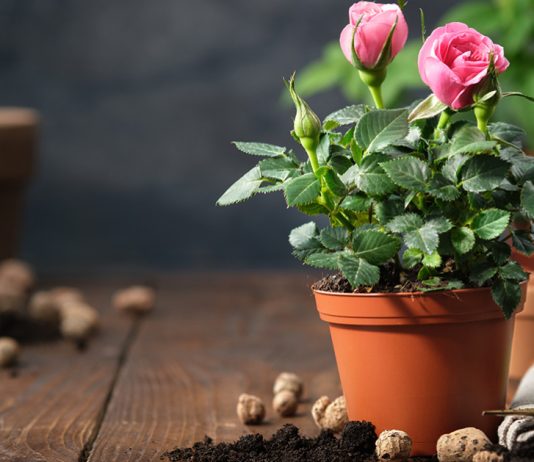 Почему желтеют листья комнатной розы и как спасти цветок? - Красивоцветущие Почему желтеют листья комнатной розы и как спасти цветок?