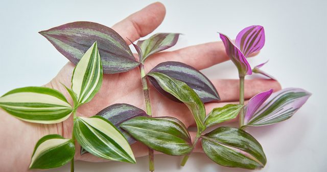 Чтобы куст был более пышным и аккуратным, регулярно укорачивайте все плети не более чем на 1/3. Чтобы куст был более пышным и аккуратным, регулярно укорачивайте все плети не более чем на 1/3.