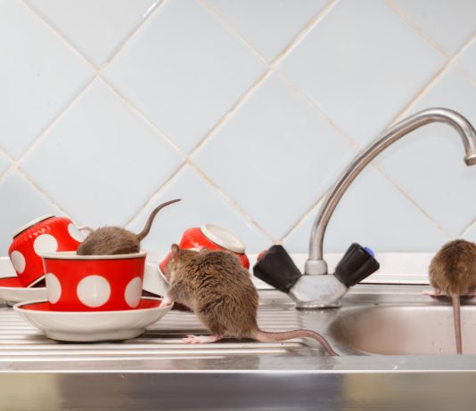 Работающий метод для борьбы с грызунами — все о комплексном подходе - Животные Работающий метод для борьбы с грызунами — все о комплексном подходе.