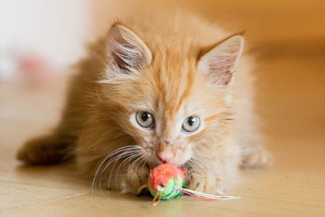 Любые мелкие предметы, которые сможет найти ваш питомец, с высокой вероятностью окажутся у него в желудке.