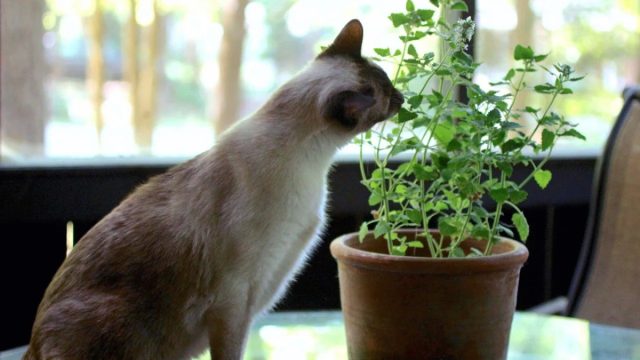 Маленький котёнок в порыве любопытства может попробовать пожевать зелёные листочки.