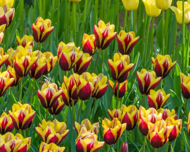 «Гавота» (Tulip 'Gavota')- цветок бордово-фиолетовый с желтой каймой, 11-15 недель охлаждения.