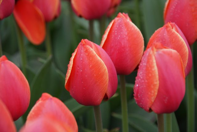 "Ад Рем" (Tulip 'Ad Rem') - цветок красный с желтой каймой, 16-17 недель охлаждения.