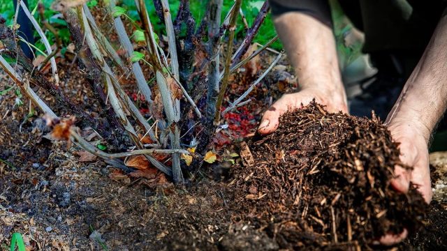 Сверху приствольный круг перед приходом зимы мульчируют толстым слоем (7-10 см) торфа или перегноя. Сверху приствольный круг перед приходом зимы мульчируют толстым слоем (7-10 см) торфа или перегноя.