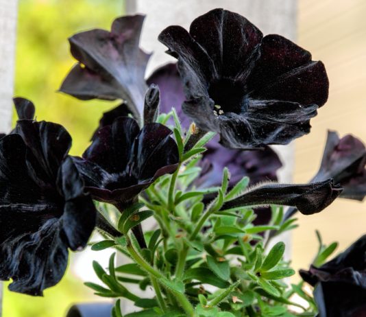 12 растений с почти черными цветами.