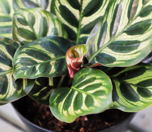 12 советов как ускорить рост цветка — это проще, чем кажется - Вредители и болезни 12 советов как ускорить рост цветка — это проще, чем кажется.