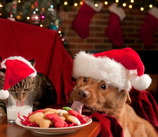 4 опасности для питомца в Новый год - Животные 4 опасности для питомца в Новый год.