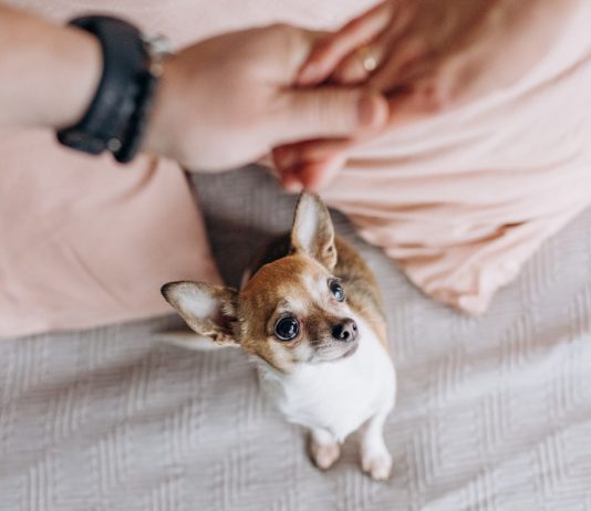 Что делать, если собака ревнует?