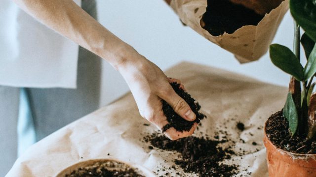 Одно из самых простых решений - удаление верхнего слоя засоленной почвы и замена его свежим субстратом. Одно из самых простых решений - удаление верхнего слоя засоленной почвы и замена его свежим субстратом.