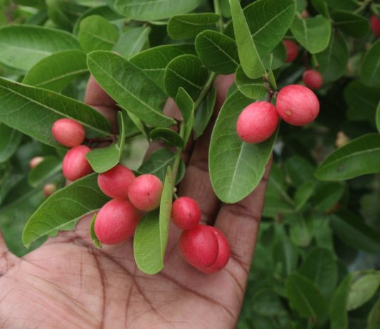 Синсепалум — как вырастить чудо-ягоду, меняющую вкус любой еды