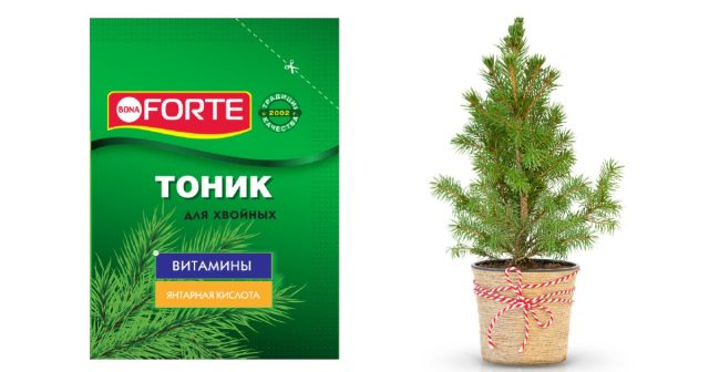 Благотворно на ёлку подействует обработка кроны тоником для хвойных Bona Forte.