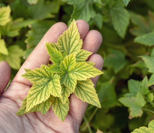 Из-за чего появляется хлороз, или Каких микроэлементов не хватает вашему растению - Буйские удобрения Из-за чего появляется хлороз, или Каких микроэлементов не хватает вашему растению.