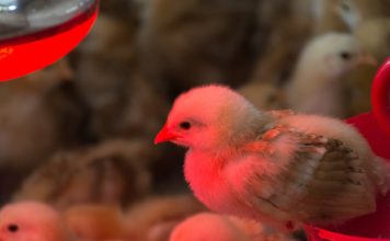 Как обогреть курятник зимой? Всё про инфракрасные лампы и другие обогреватели.