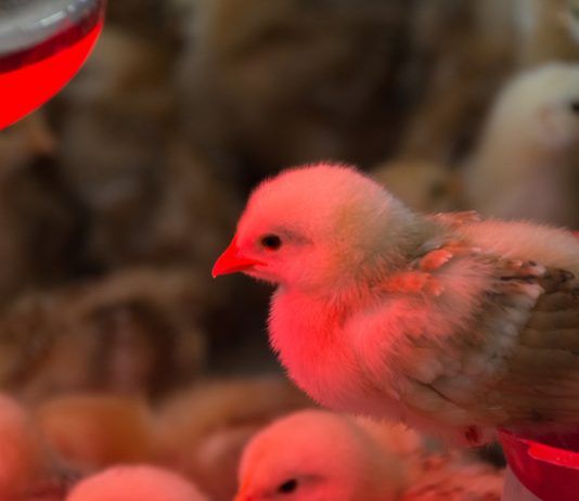 Как обогреть курятник зимой? Всё про инфракрасные лампы и другие обогреватели.