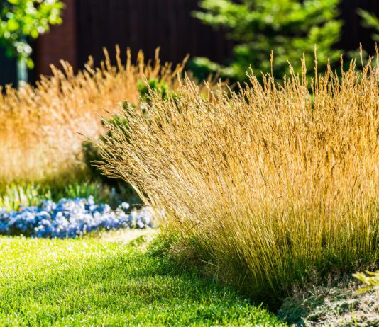 Как создать пейзажный цветник — подробное пособие с советами - Цветы многолетние Как создать пейзажный цветник — подробное пособие с советами.