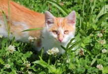 Кальцивироз у кошек: симптомы, лечение и профилактика.