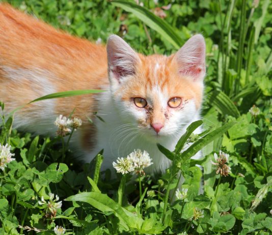 Кальцивироз у кошек: симптомы, лечение и профилактика.