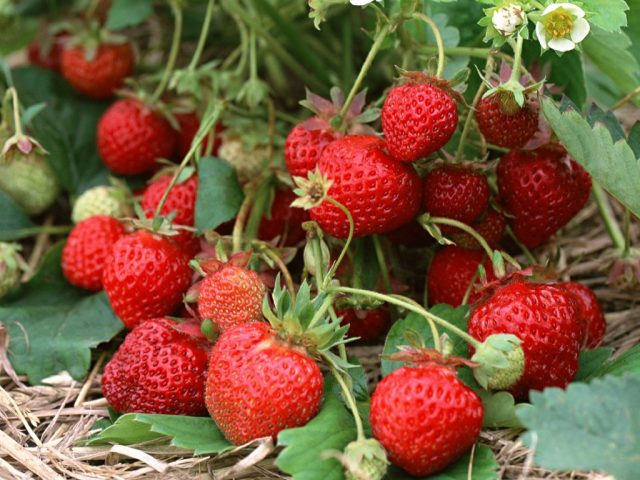Ягоды блестящие, красные, тупоконические с алой ароматной и сочной мякотью. Ягоды блестящие, красные, тупоконические с алой ароматной и сочной мякотью.