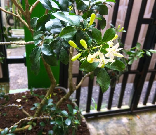 Мой опыт с муррайей, или Как я подружилась с цветком императоров - Редкие и необычные Мой опыт с муррайей, или Как я подружилась с цветком императоров.