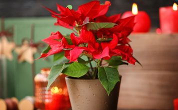 Почему пуансеттия сбрасывает листья — спасаем рождественскую звезду.