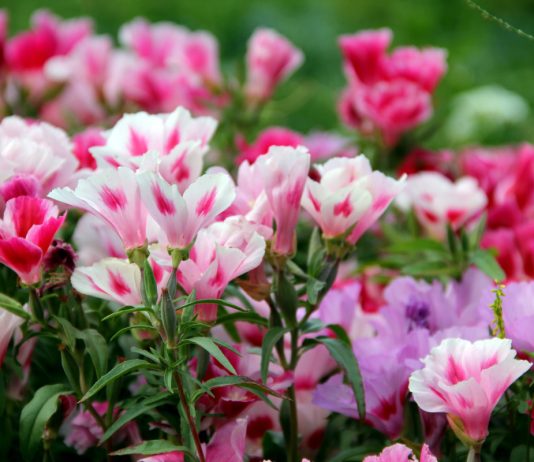 Прекрасные кларкии, они же годеции — яркие, разноцветные и ароматные.