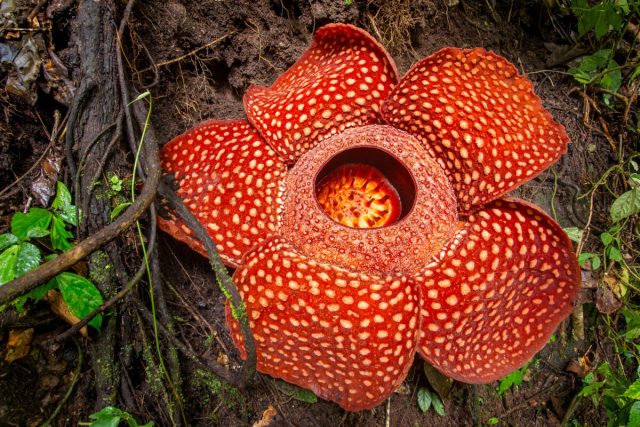 Как и другие вонючие «коллеги», раффлезия арнольда (Rafflesia arnoldii) своим ароматом напоминает запах гниющей плоти, чтобы привлекать мух.