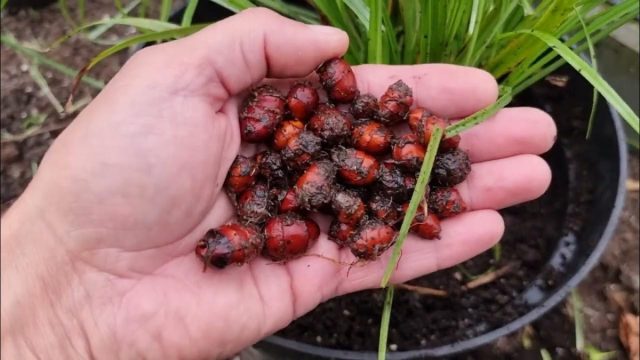 В отличие от предыдущих сортов с коричневатыми клубеньками, округлые клубеньки сорта "Лейдж Блэк" ('Large Black') имеют очень тёмную, почти чёрную окраску. В отличие от предыдущих сортов с коричневатыми клубеньками, округлые клубеньки сорта "Лейдж Блэк" ('Large Black') имеют очень тёмную, почти чёрную окраску.