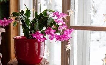 В чем секрет пышного цветения декабриста? Все о правильных подкормках.