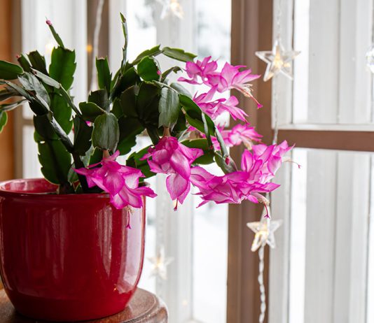 В чем секрет пышного цветения декабриста? Все о правильных подкормках.