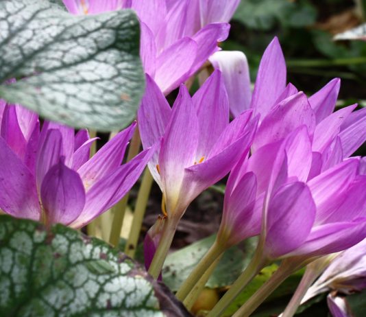 Ядовитый аромат: 10 цветов, которые нельзя нюхать - Цветы многолетние Ядовитый аромат: 10 цветов, которые нельзя нюхать.