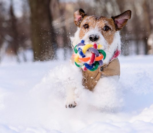 Зимние забавы для собаки: 8 идей для совместных прогулок зимой.