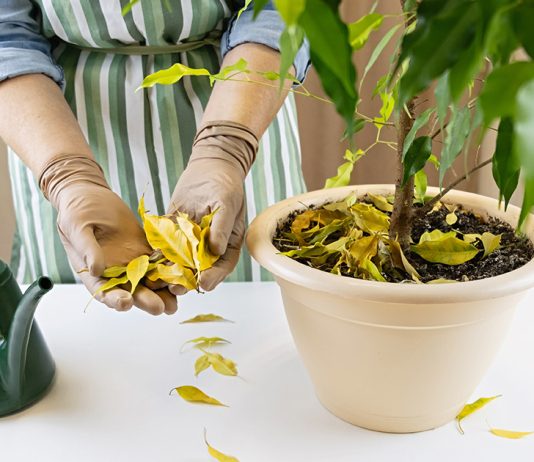 Что делать, если опадает фикус бенджамина.