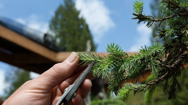 Первое, что стоит сделать с отслужившей новогодние праздники живой в прошлом ёлочкой — мелко порезать часть веточек и в металлической посуде поставить на батареи. Первое, что стоит сделать с отслужившей новогодние праздники живой в прошлом ёлочкой — мелко порезать часть веточек и в металлической посуде поставить на батареи.