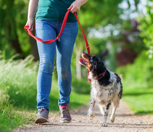 Идеальная прогулка для собак: сколько раз в день и как долго.