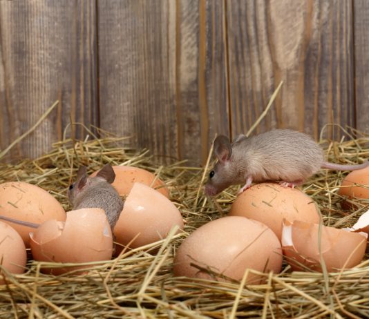 Как бороться с мышами и крысами в курятнике? - Животные Как бороться с мышами и крысами в курятнике?