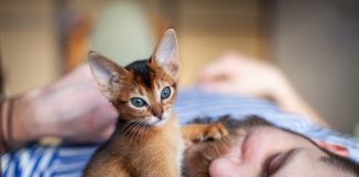 Как отучить кошку будить всех рано утром?