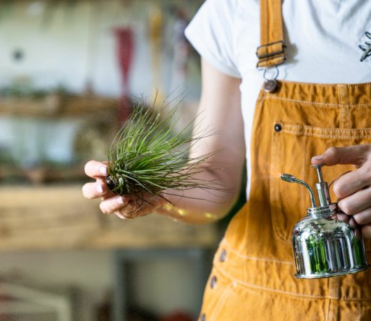 Как правильно поливать аэрофиты? Подробная инструкция.